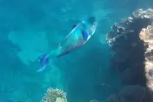 ナンヨウブダイ