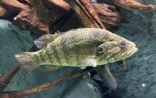 オヤニラミ