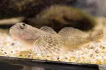 Japanese Fluvial Sculpin