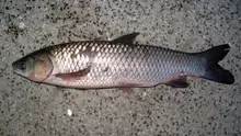 Grass Carp
