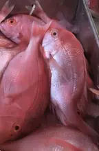 Yellowback Seabream