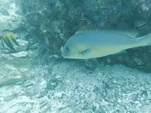 コロダイ