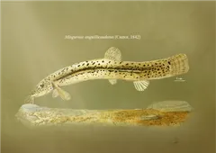 Oriental Weatherfish