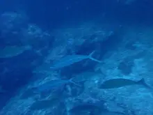 Rainbow Runner