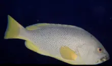 Purple Rockcod