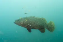 Giant Grouper
