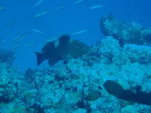 Highfin Grouper