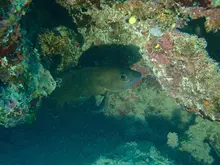 Specklefin Grouper