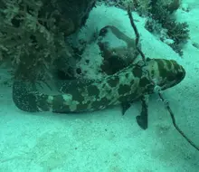 Camouflage Grouper