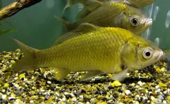 Japanese White Crucian Carp