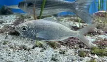 Japanese silver-biddy