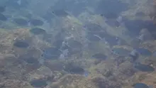 クロメジナ