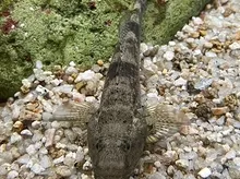 Olive Goby