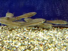 Field Gudgeon