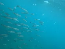 Blue Mackerel