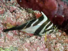 Redlip Morwong