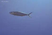 Double-lined Mackerel