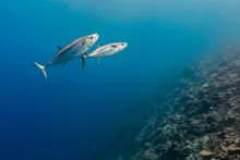 Dogtooth Tuna