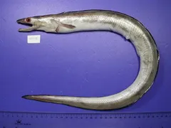 Daggertooth Pike-conger