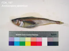 Japanese Sandfish