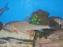 Barbel Steed