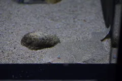ヒラメ