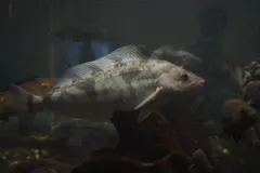 Okhotsk Atka Mackerel
