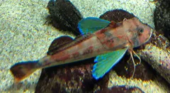ホウボウ