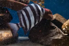 イシダイ