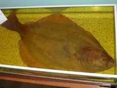 イシガレイ