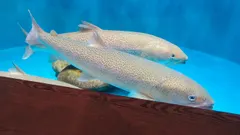Sakhalin Taimen