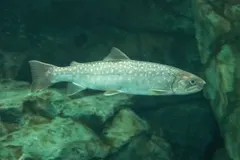 Whitespotted Char