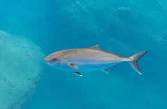 カンパチ