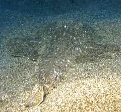 Yellow goosefish