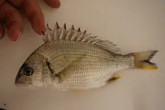 キチヌ