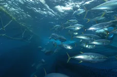 Yellowfin Tuna