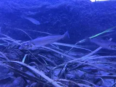 シロギス