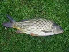 European Carp