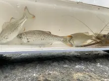 Spotted Flagtail