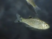 Jungle Perch
