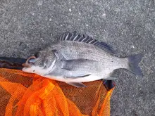クロダイ