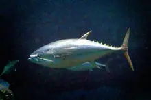 Pacific Bluefin Tuna
