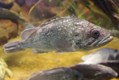 クロソイ