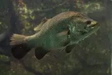 アカメ