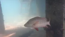 ゴマフエダイ