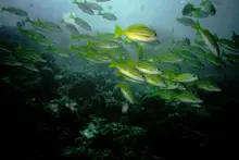 Bengal Snapper