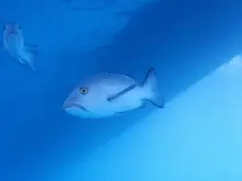 Two-spot Red Snapper
