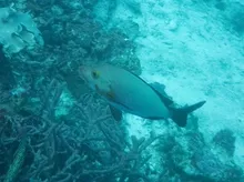 Humpback Snapper