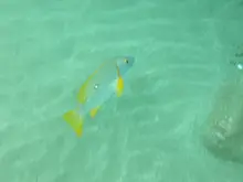 White-spotted Snapper