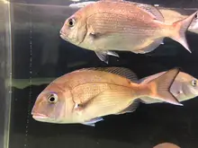 マダイ